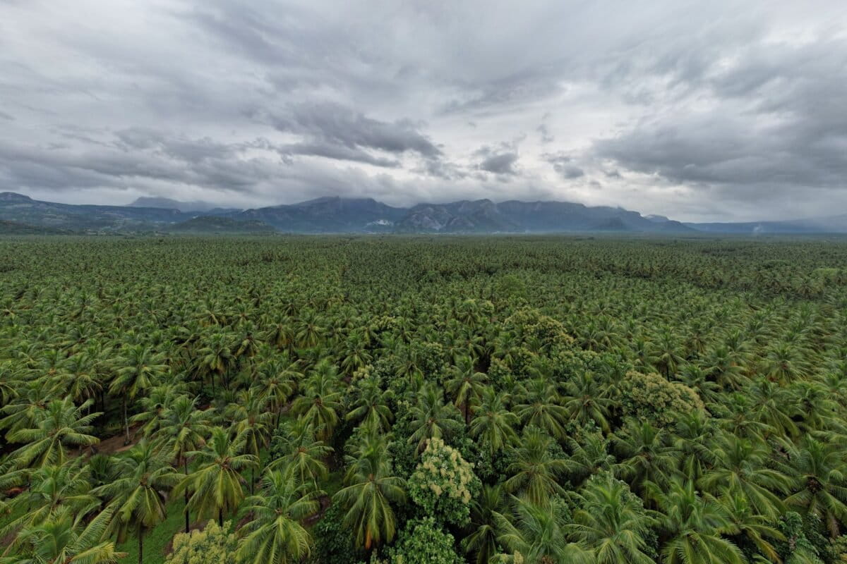 Coconut Under Cultivation Near Pollachi In Tamil Nadus Coimbatore District 1200x800