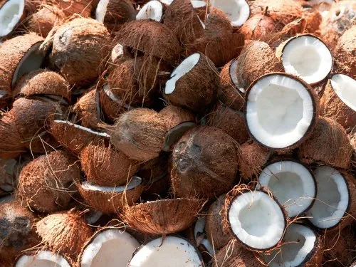 Coconut 500x500