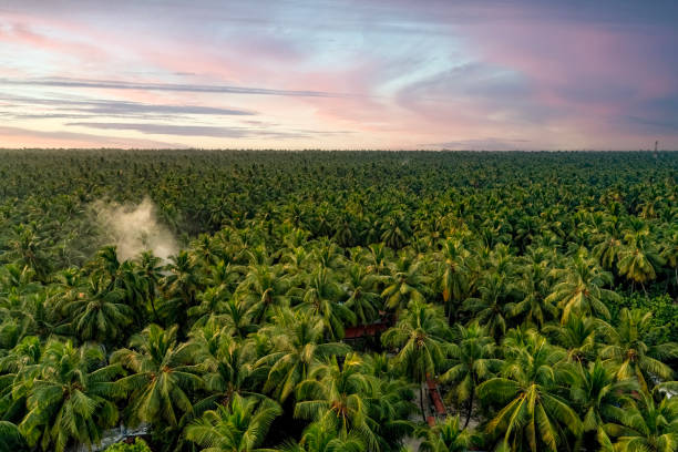 Istockphoto 1481594740 612x612